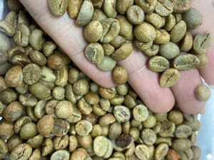 ROBUSTA COFFEE