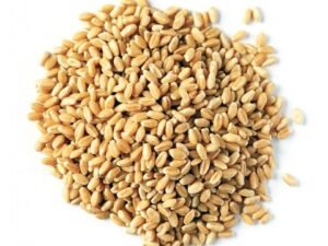 Dried Wheat Grain High Quality soft & hard Wheat Grains