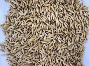 Oat Grain