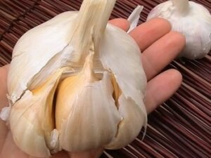 Purle White Fresh Natural Garlic