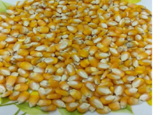 Yellow Corn