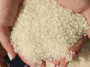 Japonica Round Rice / Sushi Rice