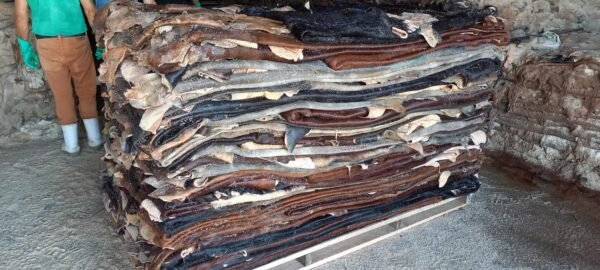 Salted Cow Hides - Image 3
