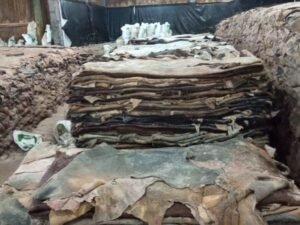Salted Cow Hides